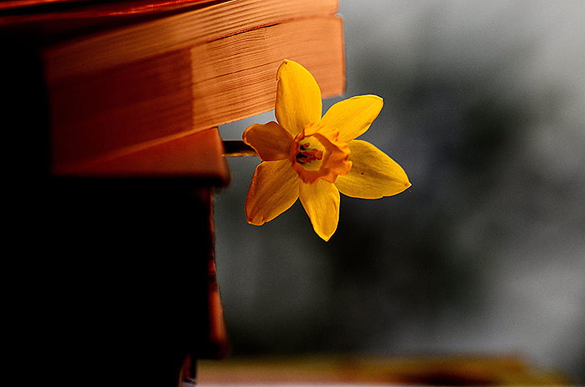 : książki, żółty, czas, wyobraźnia, wiosna, kwiat, wow, narcyz, flora, sny, płatek, martwa natura, światła i cienie, dziki kwiat, roślina kwitnąca, makrografia, sch rfentiefe, po, raz, rodzina amarylisów 4928x3264, książki wiosna Tapeta HD