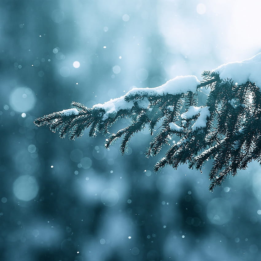 Winter Season Snow Trees Lens Flare iPad Air HD phone wallpaper | Pxfuel