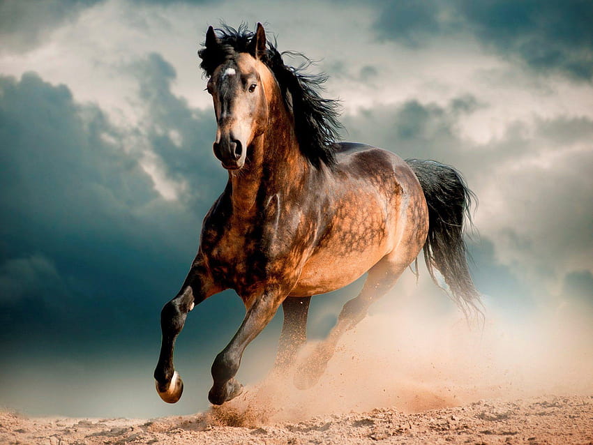 horse mustang desert canter, mustang horse HD wallpaper