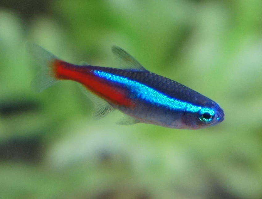 neon tetra fish  Neon tetra fish, Tetra fish, Neon tetra