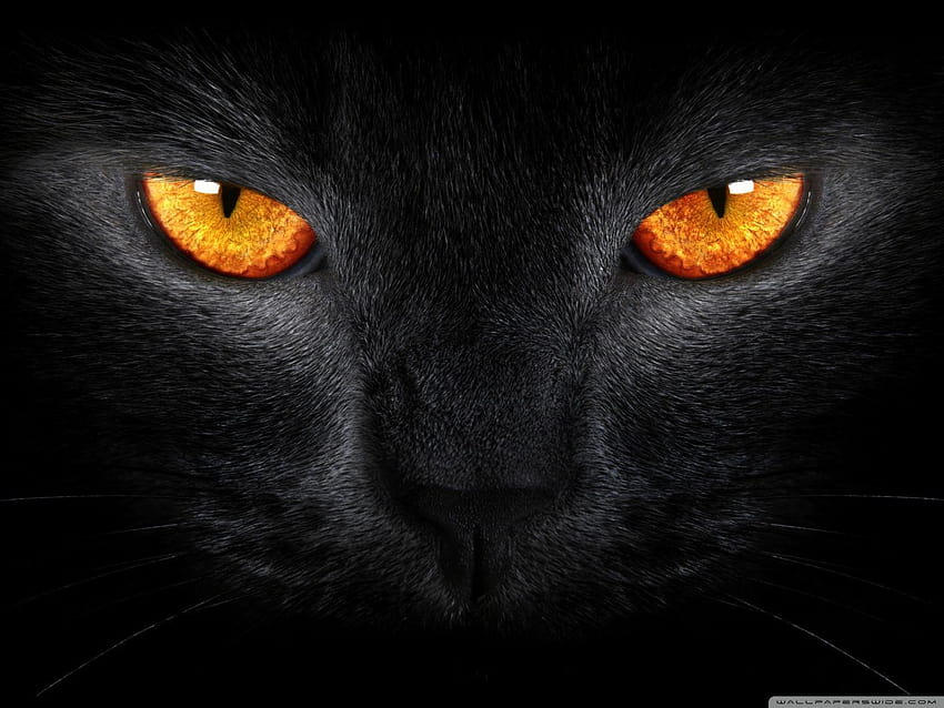 Ultra Czarny Kot, halloweenowe koty Tapeta HD