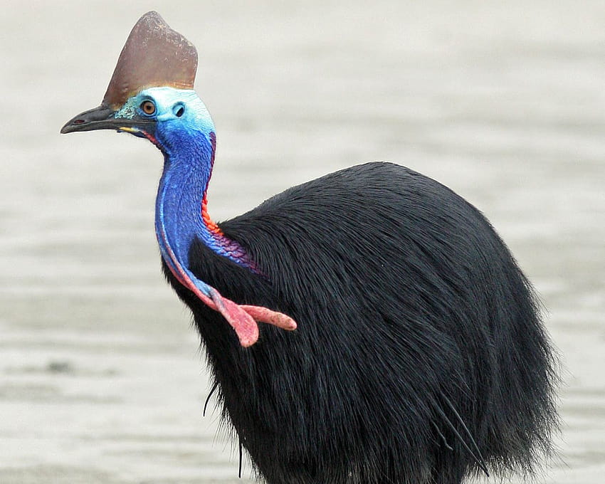 Of Cassowary HD phone wallpaper | Pxfuel