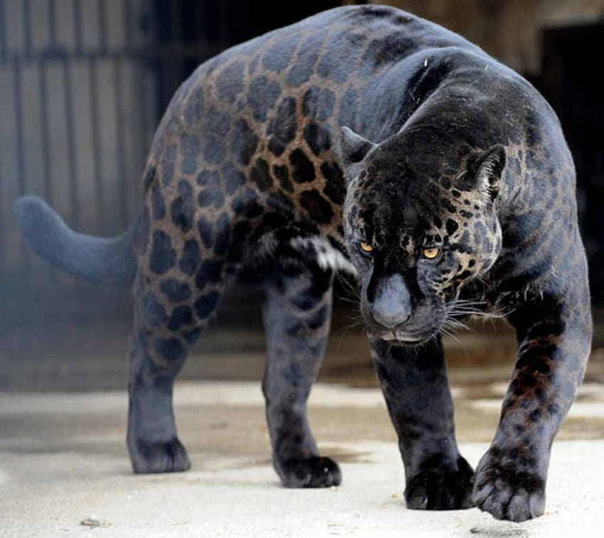 42 Top Sélection de Black Panther, animal panthère noire Fond d'écran HD