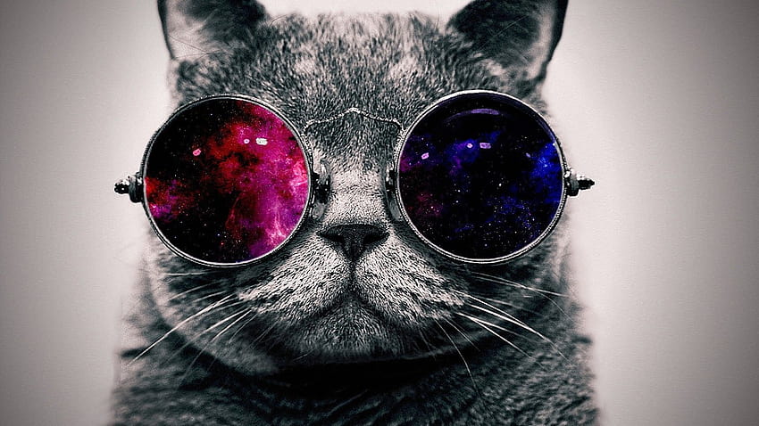 Katze mit Brille HD-Hintergrundbild