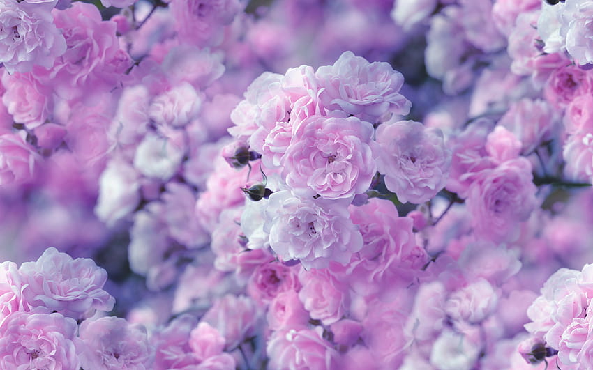 mawar merah muda muda, latar belakang bunga merah muda, bunga musim semi, mawar, mekar, bunga indah, konsep musim semi dengan resolusi 2560x1600. Kualitas tinggi, bunga musim semi ringan Wallpaper HD