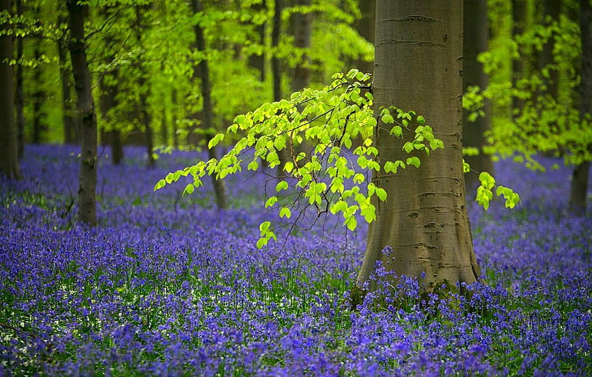 hutan, pohon, bunga, musim semi, Belgia, lonceng, bel, hutan, bagian природа, musim semi hutan Wallpaper HD