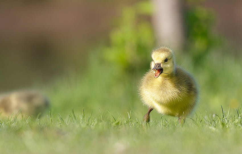 baby, duck, chick, bokeh, The Canada goose , section животные HD wallpaper