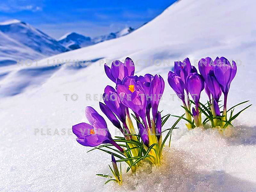 musim semi pegunungan ungu warna-warni krokus Wallpaper HD