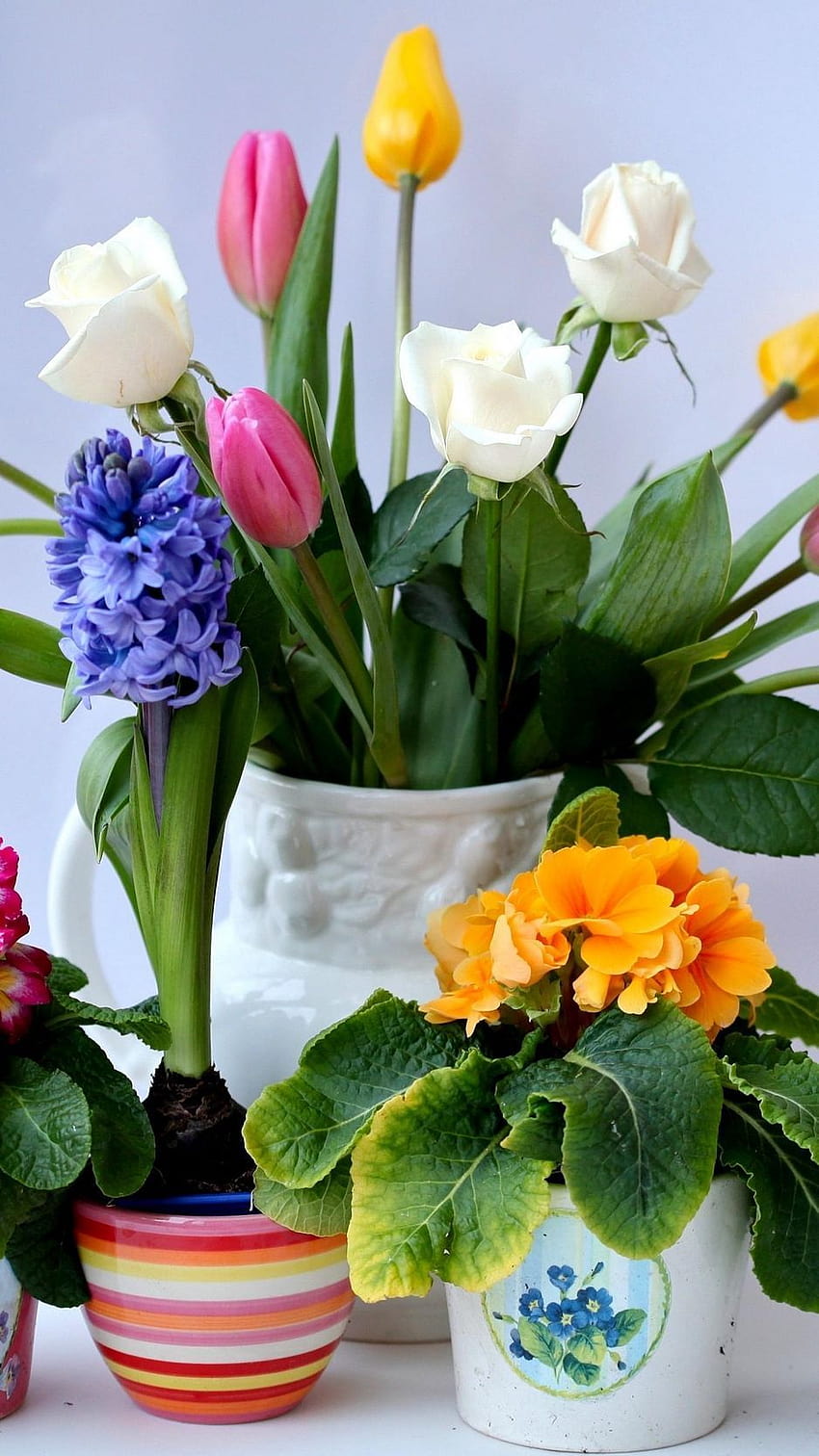938x1668 Rosen, Tulpen, Herberas, Hyazinthen, Primeln, Blumenstrauß, Töpfe iPhone 8/7/6s/6 für parallaxe Hintergründe HD-Handy-Hintergrundbild