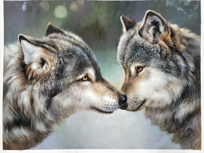Dulce retrato de pareja de lobos grises Alta calidad 100% fondo de pantalla  | Pxfuel