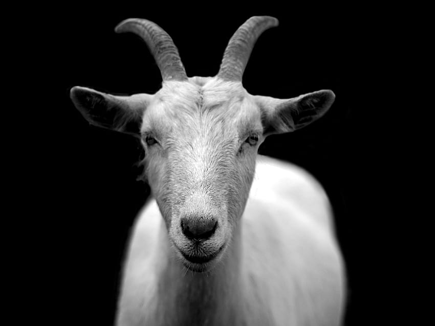ID: 290957 / goat animal horns black and white, the goat HD wallpaper