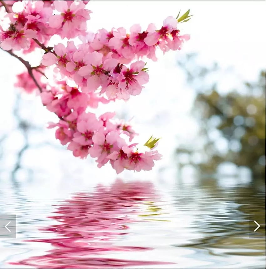 3D-Wand mit rosa Pfirsichblüten und Blumen, für Zuhause, Wandgemälde, Abzieher, Wohnzimmer, Handmalerei, bedruckte Blumenn, Pfirsichfrühling HD-Handy-Hintergrundbild