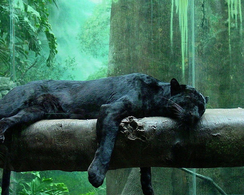 jungle animals panthers black panther 1280x1024 High, black panther animal HD wallpaper