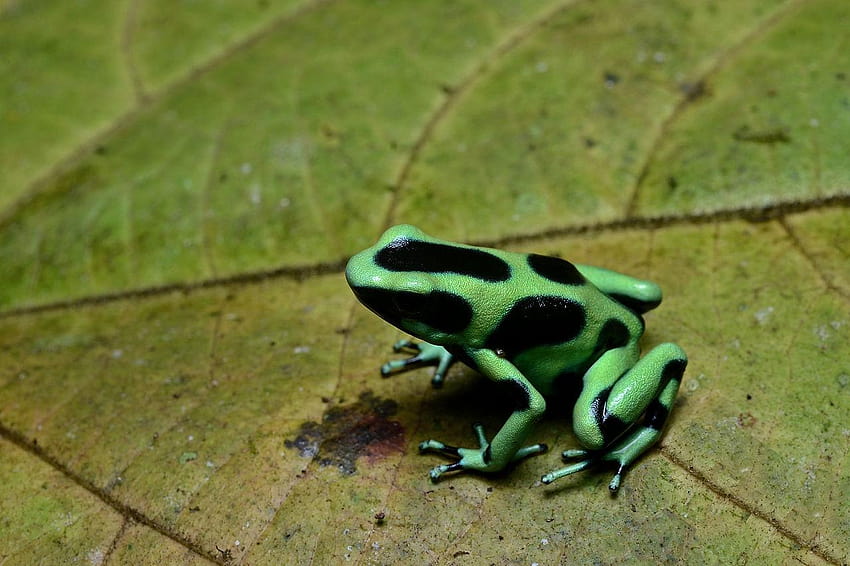 Green And Black Poison Dart Frog 23 Wide HD wallpaper