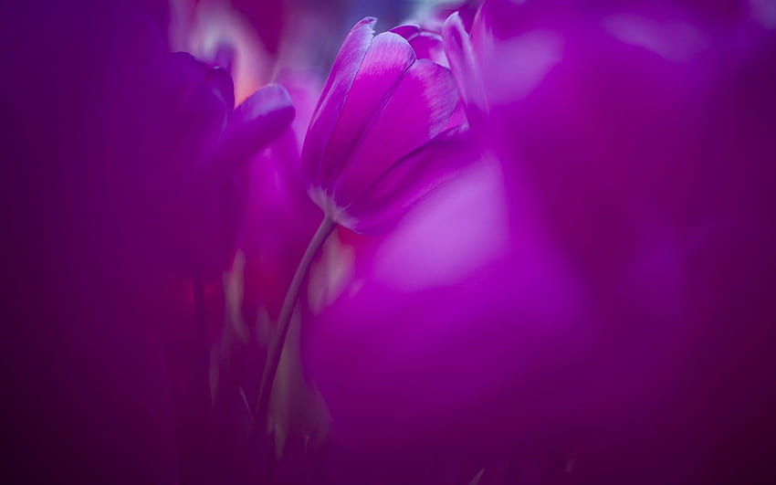 Purple tulip flower field , flowers, nature, tulips, tulips magenta HD wallpaper