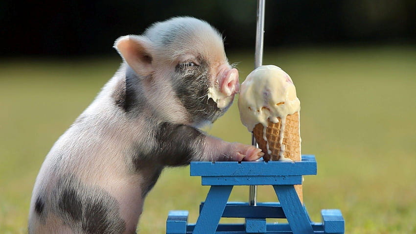 Babyschwein HD-Hintergrundbild