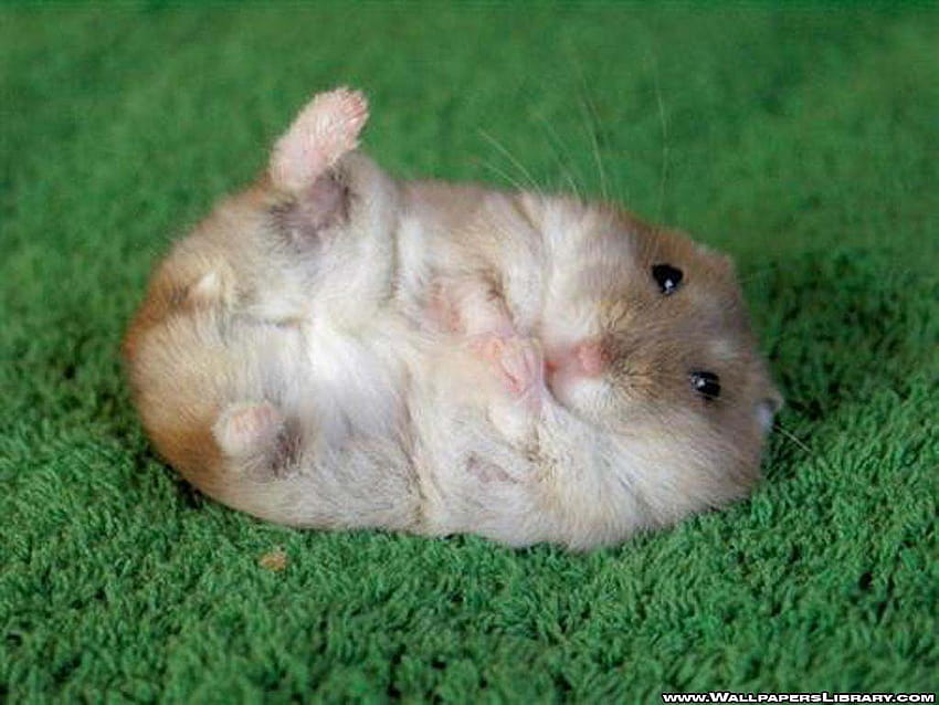 Cute Hamster Hd Wallpaper Pxfuel