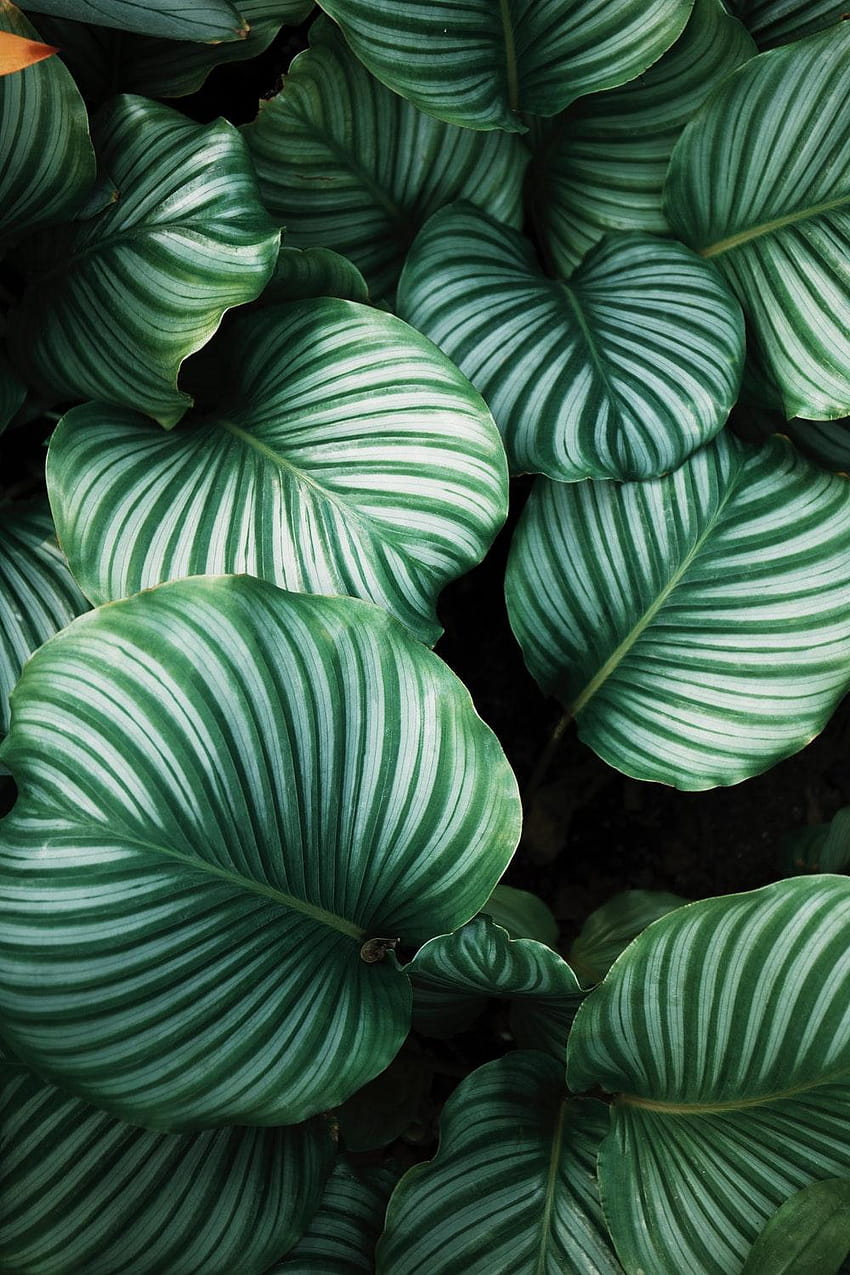 Ren Ran의 식물, 잎, 식물학 및 녹색 HD 전화 배경 화면