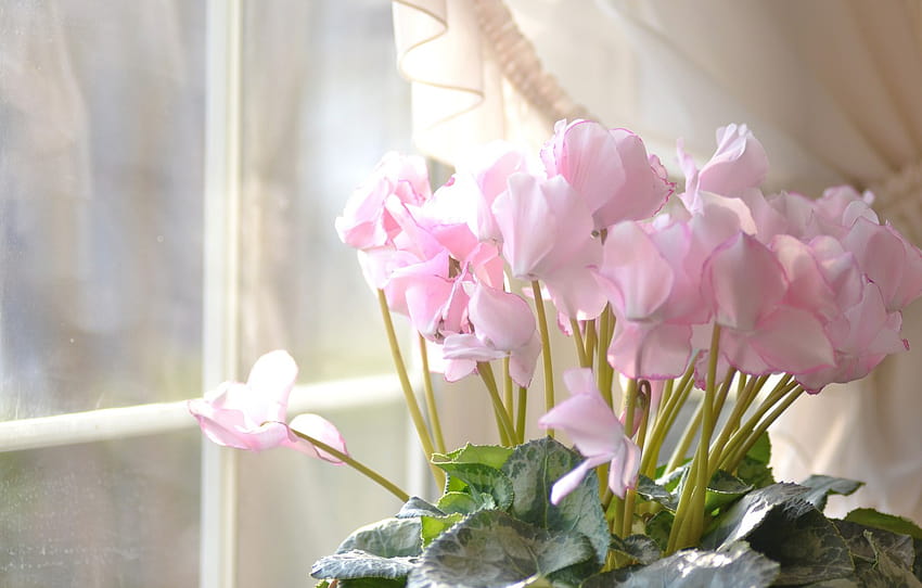 flowers, house, window, pink, cyclamen , section цветы HD wallpaper