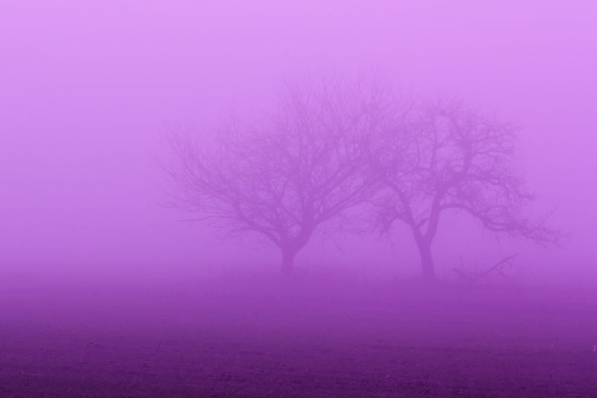 : sky, purple, violet, branch, calm, morning, mist, horizon, pink, magenta, tree, fog, brouillard, computer , atmosphere of earth, phenomenon 2662x1775, pink fog HD wallpaper