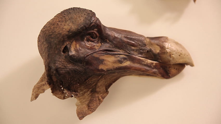 Murder Most Fowl: Forensic Scan Shows the Legendary Oxford Dodo Was Shot, dodo bird HD wallpaper