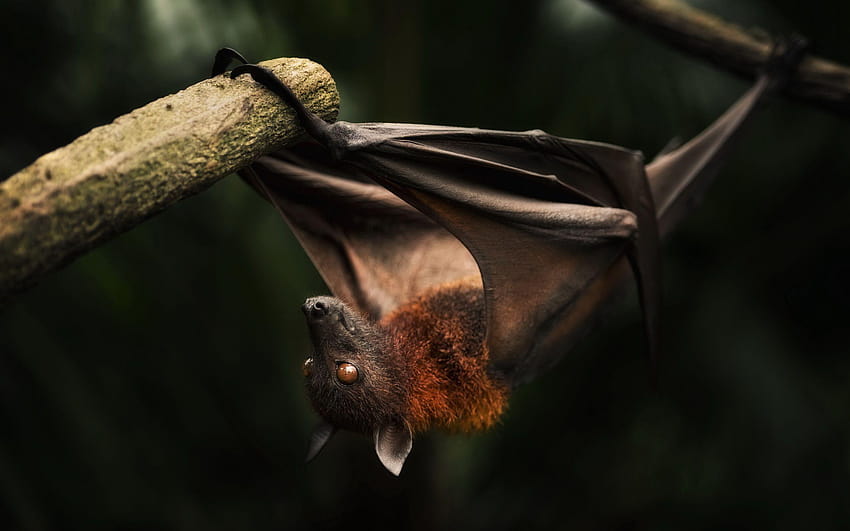 Bats Group, bat animal HD wallpaper | Pxfuel