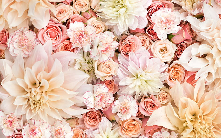 Pink peach coral blush cream floral flowers blooms, pinterest rose gold HD wallpaper