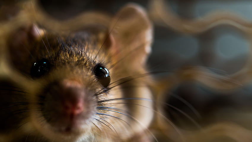 4 choses destructrices qu'un rat ou une souris feront dans votre maison, bébés rats Fond d'écran HD
