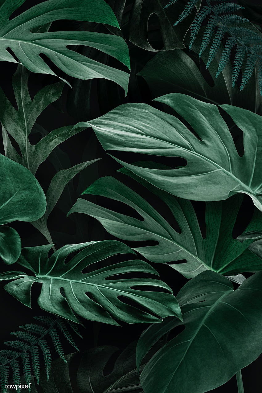 Fresche foglie verdi naturali di Monstera Deliciosa, foglie scure estetiche Sfondo del telefono HD