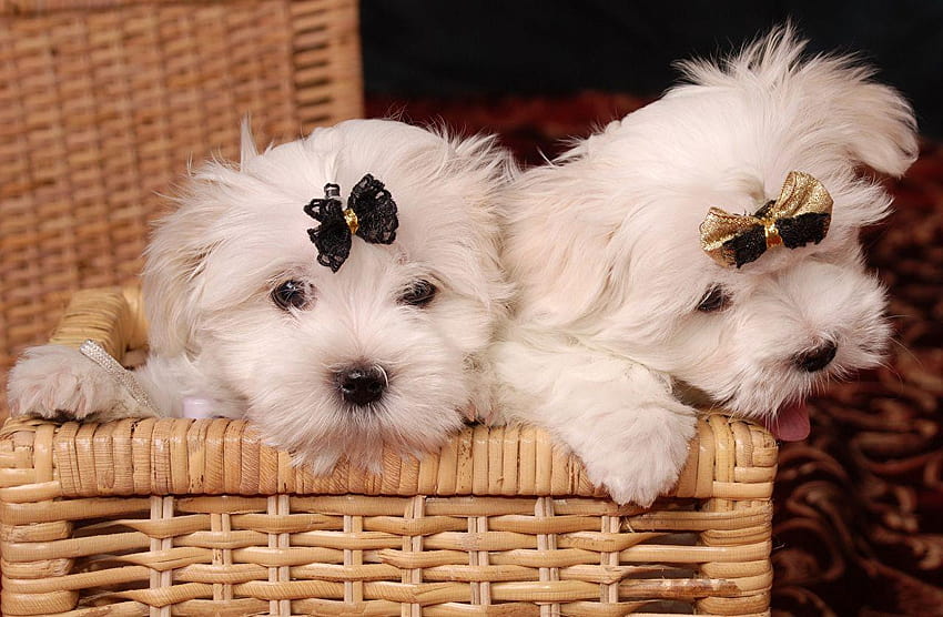 Puppy Havanese Bichon Dogs Wicker basket Bowknot Animals HD wallpaper