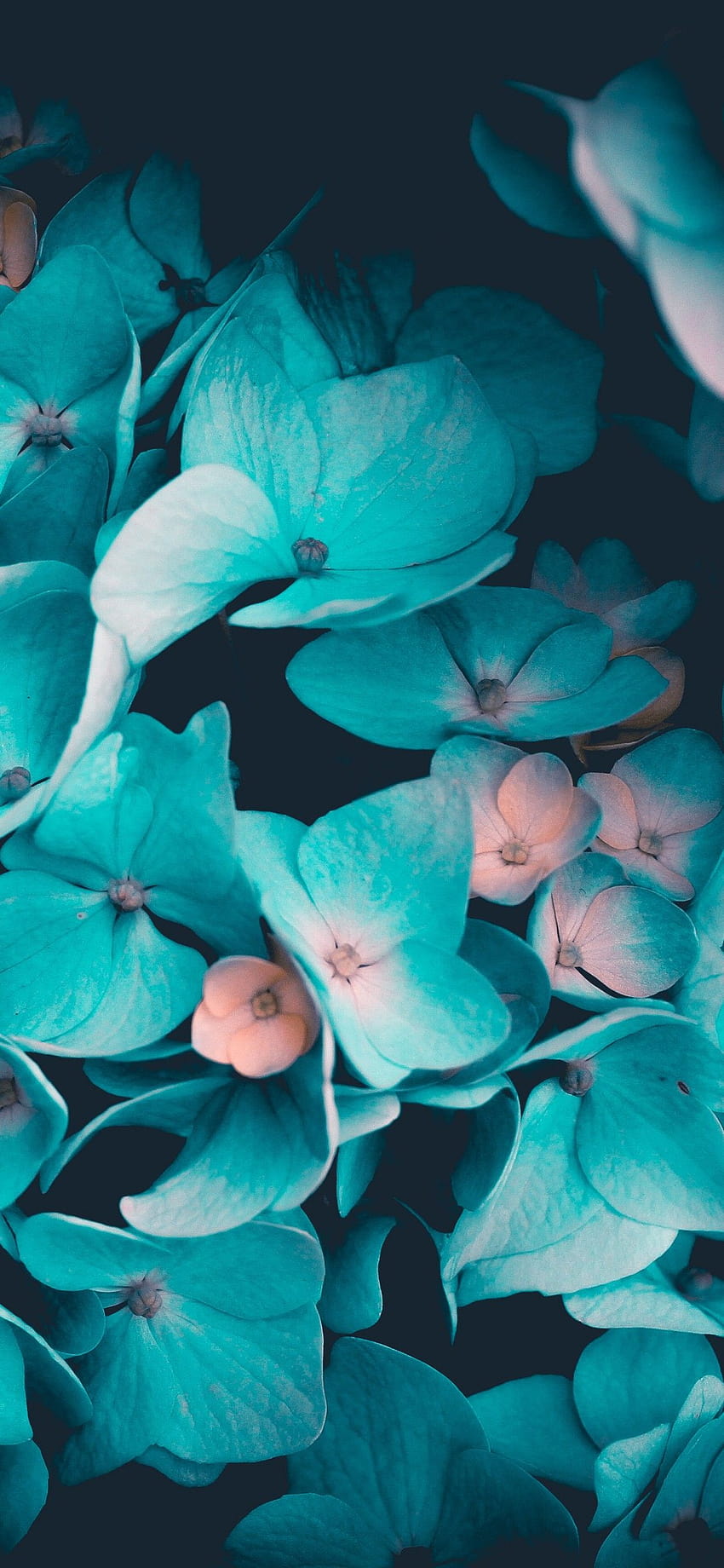 Blue flowers , Petals, Teal, Black background, Flowers, iphone 12 flowers HD phone wallpaper