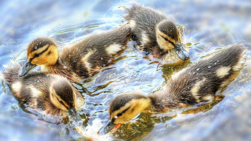 Animals Baby Water Ducks Birds Ducklings, baby ducklings HD wallpaper