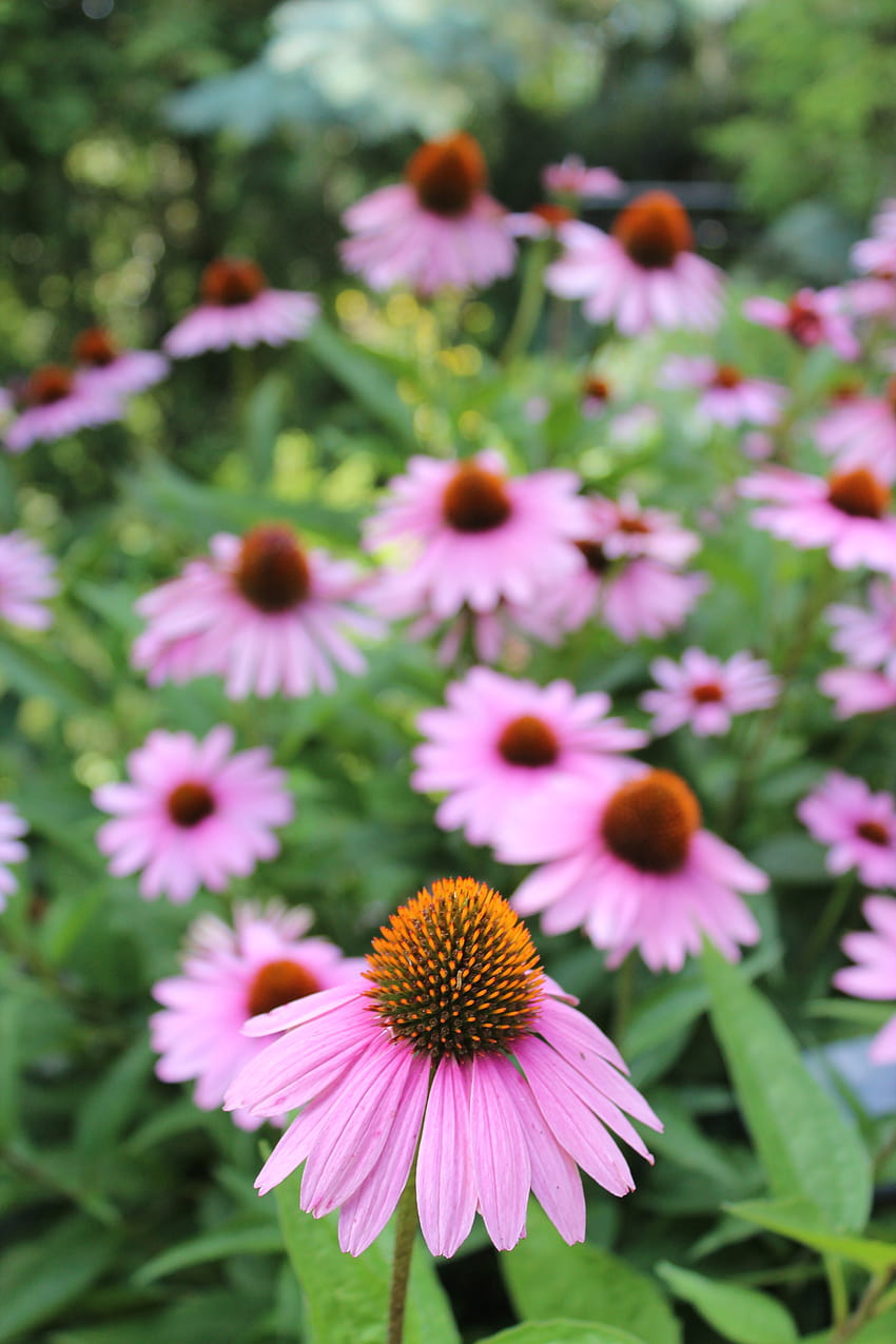 състав от обичащи пчелите лилави цветя, ехинацея, зелени иглолистни цветя HD тапет за телефон