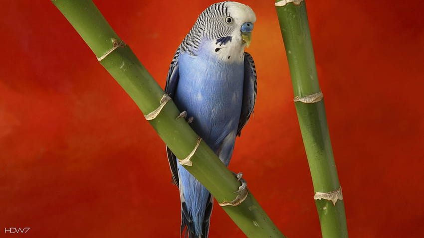 perruche perruche oiseau commun, perruche bleue Fond d'écran HD