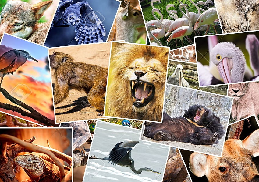 Niesamowita adaptacja zwierząt, kolaż zwierząt Tapeta HD