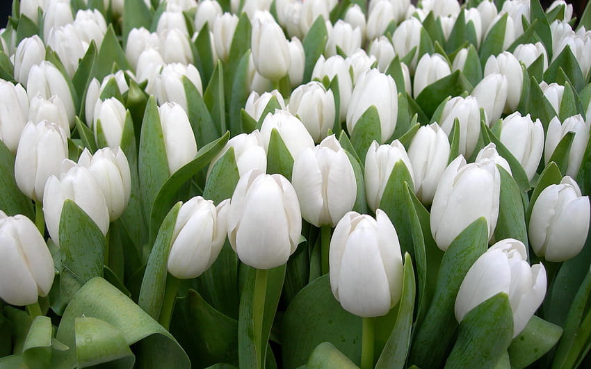 White Tulips Flowers For Resolution HD wallpaper