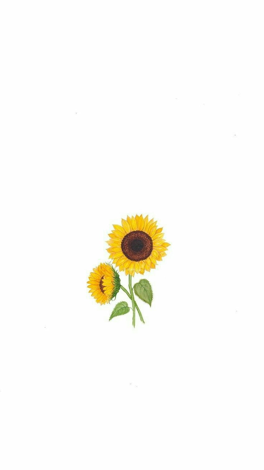 Sonnenblume Minimalistisch, Sonnenblumen-Cartoon HD-Handy-Hintergrundbild
