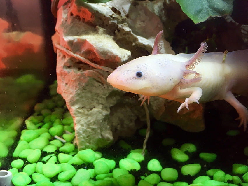Régénération: ce que l'axolotl peut nous apprendre sur la régénération des membres humains Fond d'écran HD