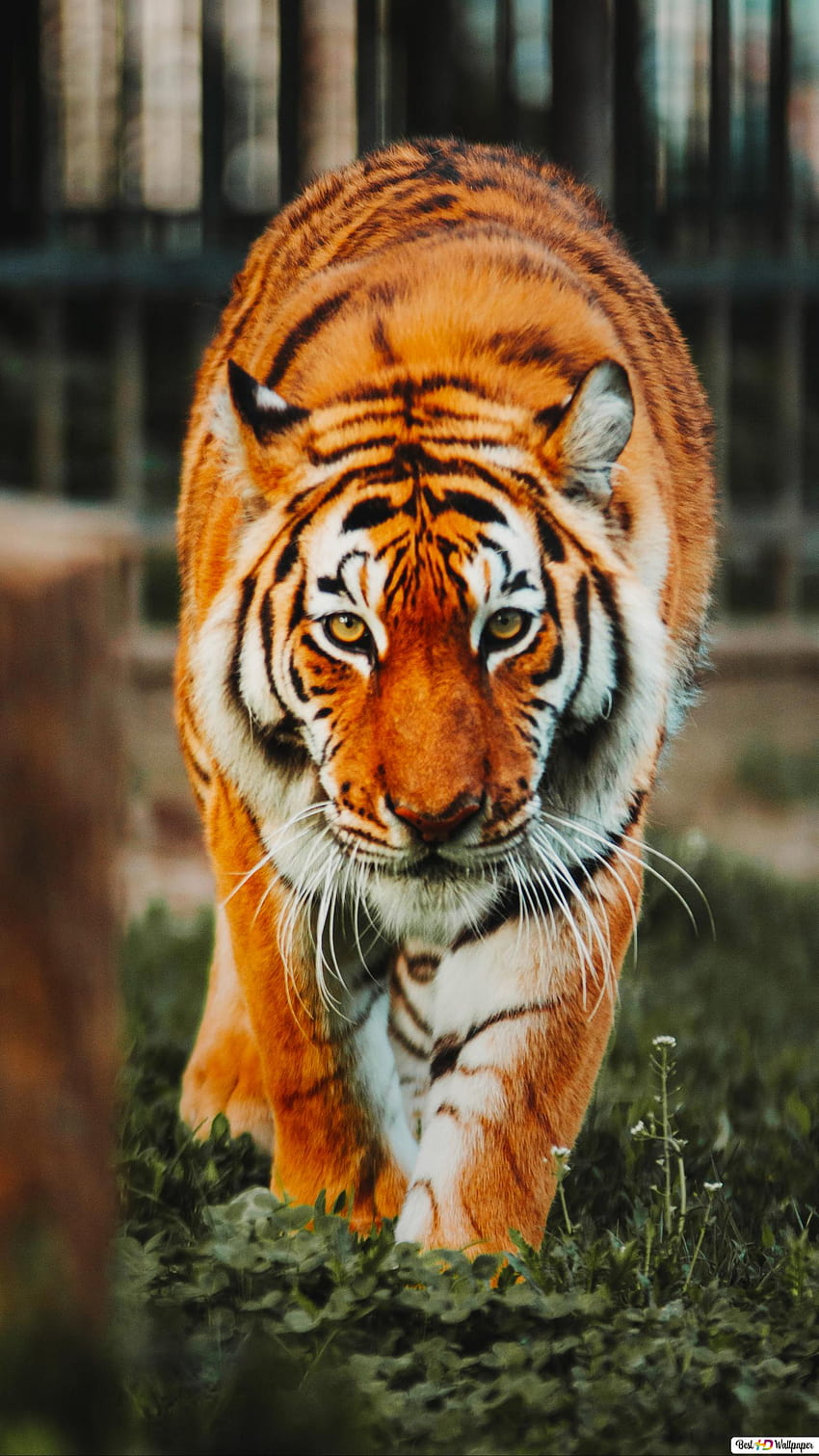 Bengal Tiger, scary tiger HD phone wallpaper