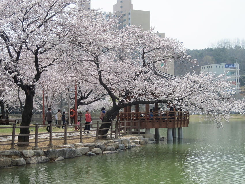 пролет Южна Корея HD тапет