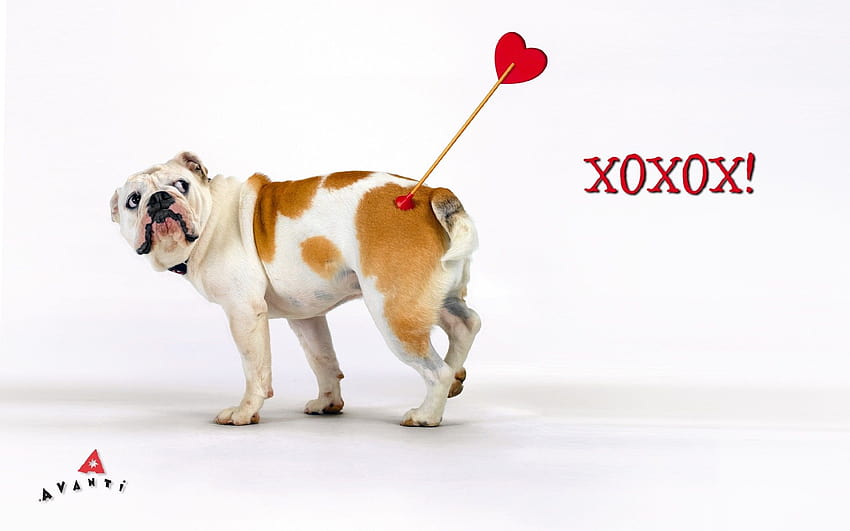 Valentines Day Animal, valentines day puppy computer HD wallpaper
