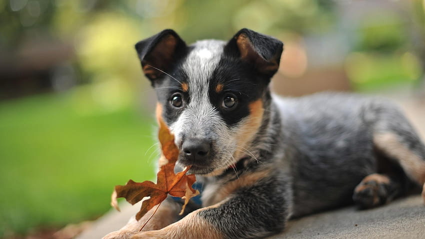 Австралийско овчарско куче, животно, HQ австралийско кученце със сини токчета HD тапет