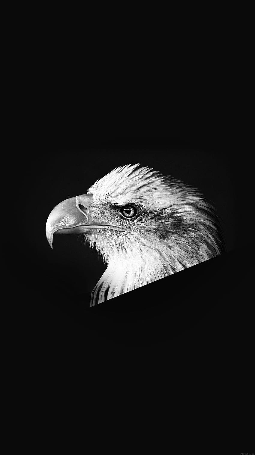 Eagle Dark Animal Bird Face Bw Android, kartal HD phone wallpaper