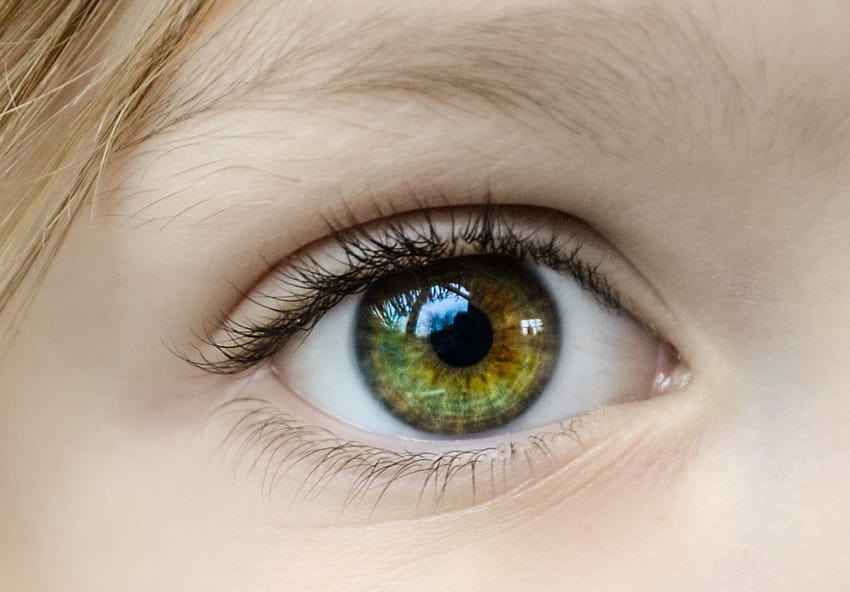 36 Hazel Eyes Facts And Theories You Might Not Know HD wallpaper
