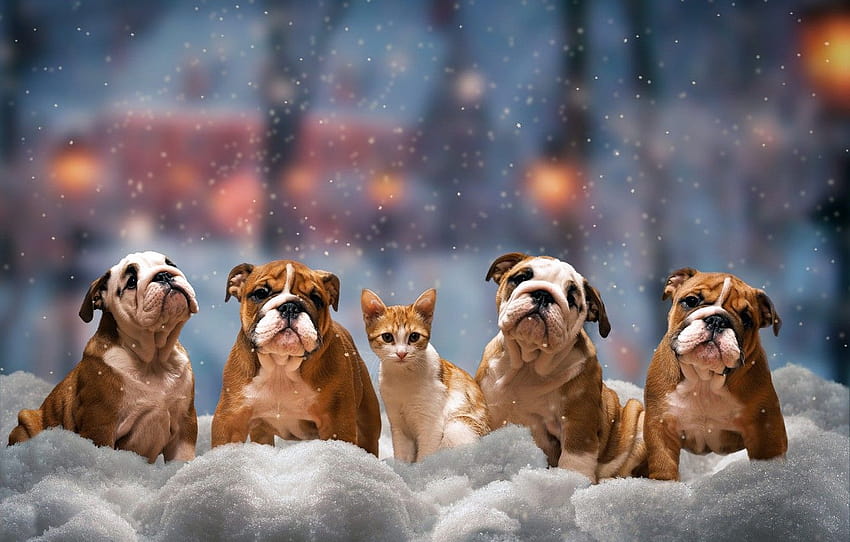 зима, котка, кучета, поглед, сняг, дървета, градът, светлини, поза, комфорт, коте, настроение, транспорт, улица, красота, вечерта , раздел животные, снежно куче и котка HD тапет