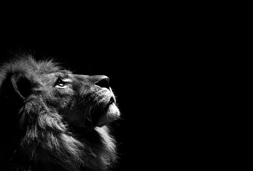 lion / and Mobile Backgrounds, singa HD wallpaper