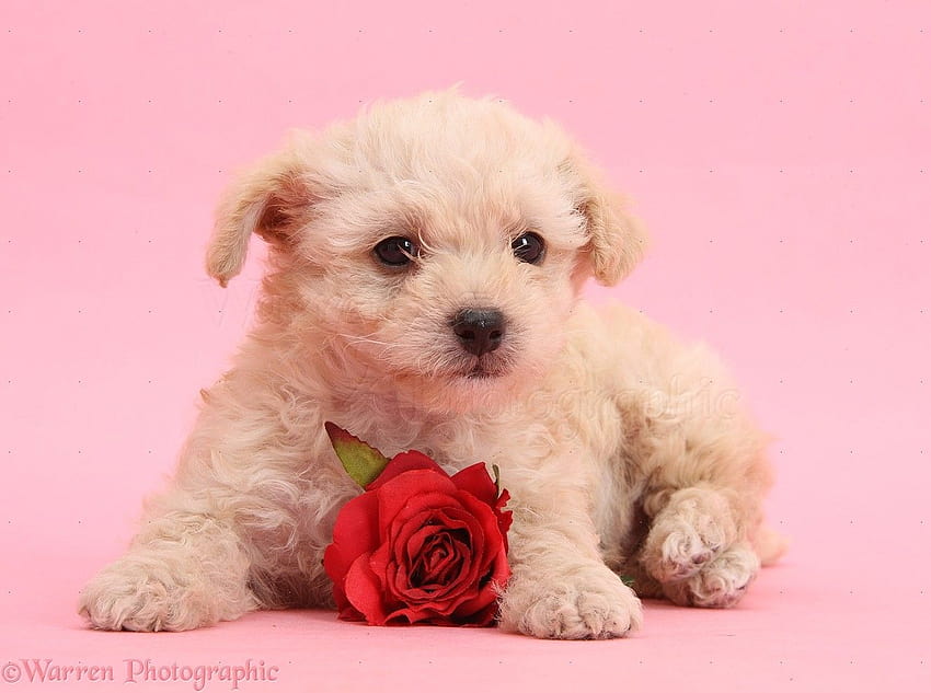 Куче Сладко кученце за Свети Валентин с роза върху розово [1327x988] за вашето, мобилно и таблетно, естетично куче за Свети Валентин HD тапет