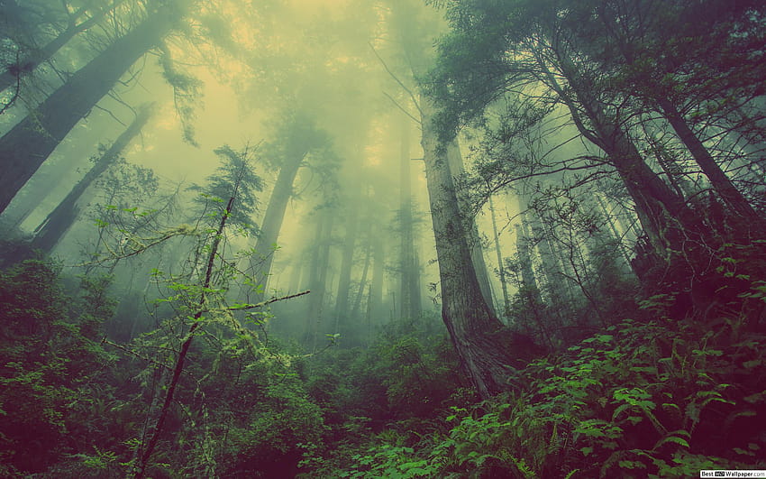 Rainy Forests, rainy foggy forest HD wallpaper