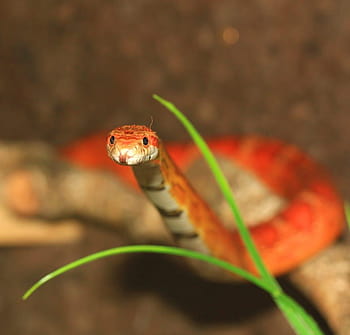 Red Cornsnake – Florida Snake ID Guide