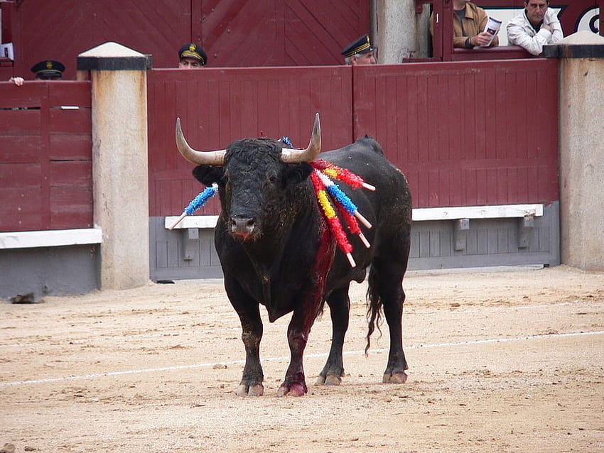 File:Toroencorrida.JPG, spanish style bullfighting HD wallpaper